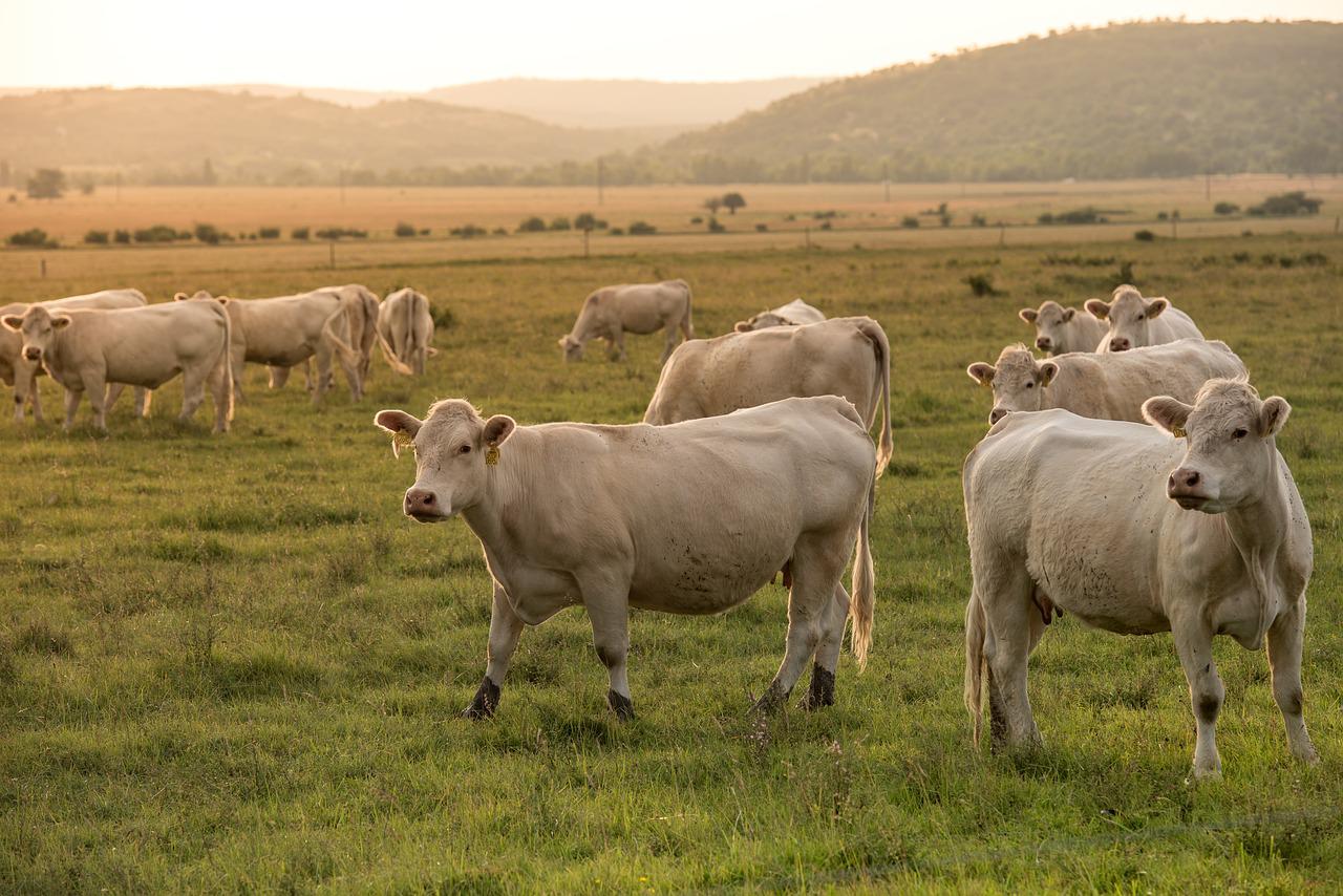 beef, pasture, agriculture-3541869.jpg